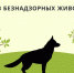 Информация по отлову безнадзорных животных - Верхнеуфалейский городской округ