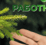 Поздравление с Днём работников леса губернатора Челябинской области Алексея Текслера - Уфалейский Рабочий